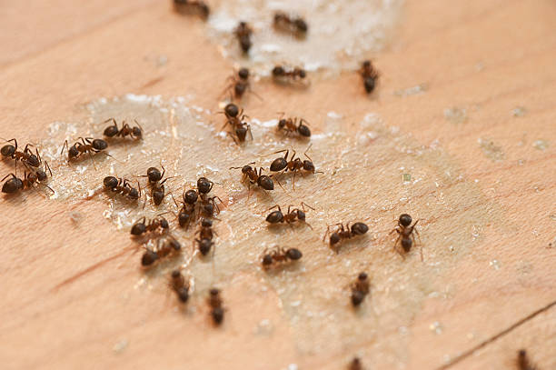 Best Commercial Pest Control Services  in Helena, MT